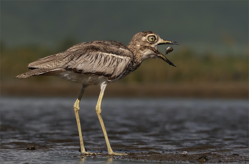 Rodney  Cory - Springs Photographic Club - Thick Knee Grub