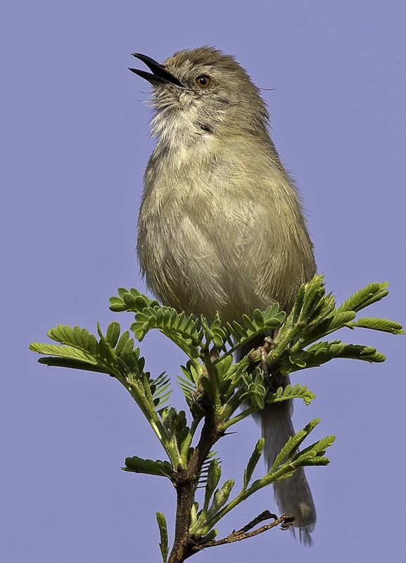 AFO - Johan Cloete - Baas van hierdie plaas