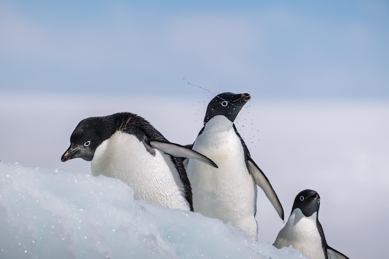 Benoni Camera Club - Cindy Asselbergs - Penguins on Ice