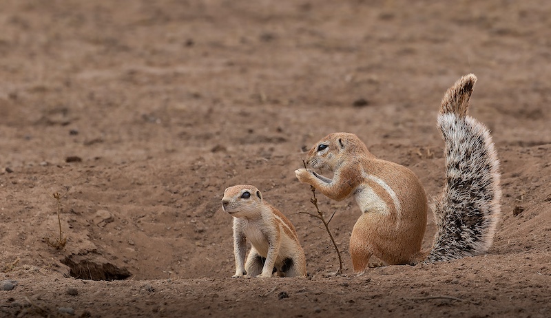 Bethal Fotografie Klub - Priscilla Drotsky - Ground squirrels