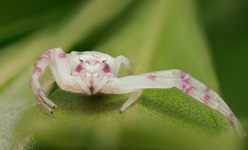 Boksburg Camera Club - Amr  Peer - Long Legged Larry