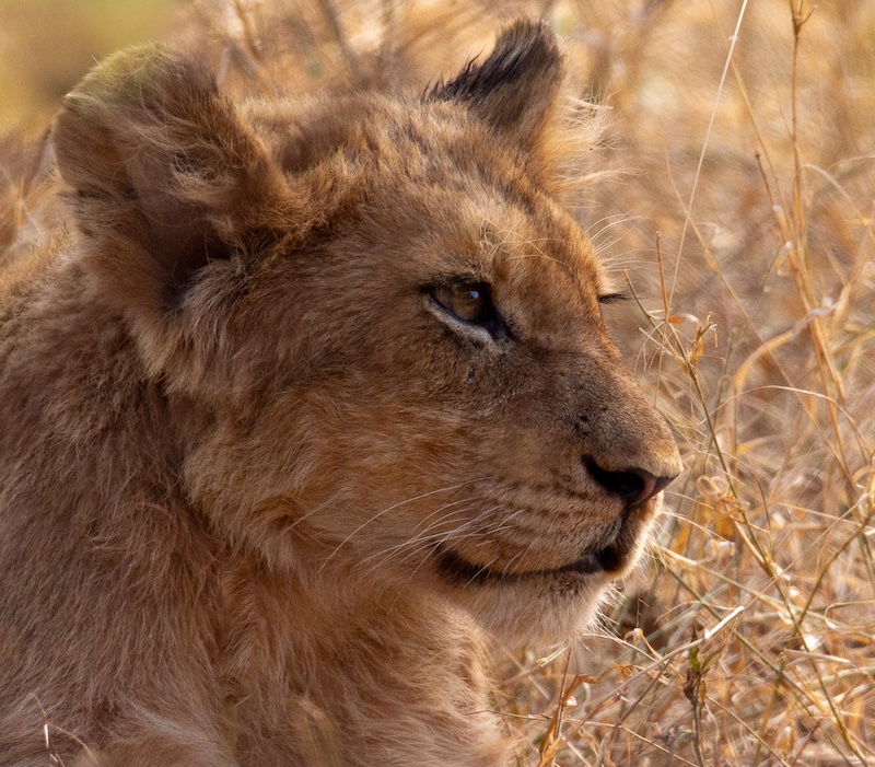 Centurion Camera Club - Alta Morris - I am still a baby