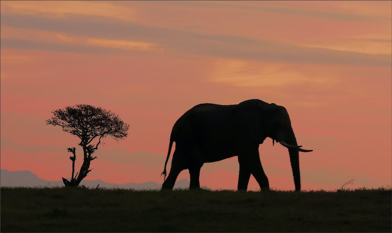 Creative Camera Club - Christel Schuttler - Silhouettes at Dawn