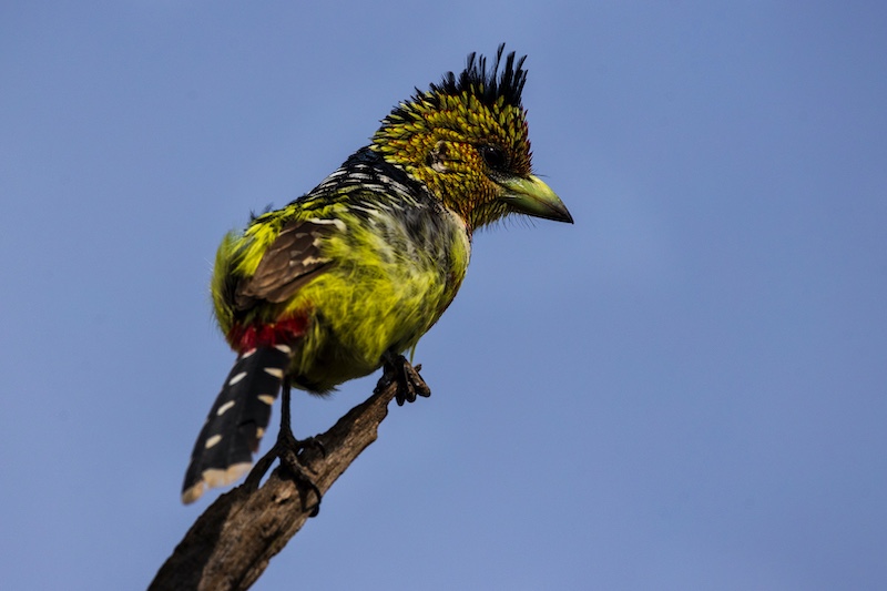 Durban Camera Club - Ishbel Cowan - checking his territory
