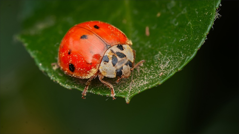 Ermelo Fotoklub - Kyla Eksteen - Ladybug