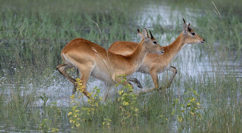 Fish Hoek Photographic  Society - Marielouise Cardwell - Graceful splashing