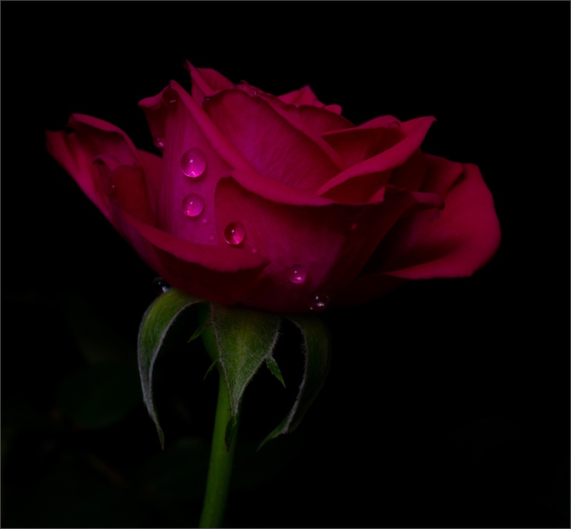 Fstop Photographic Society - Natasha Gerber - Water Drops