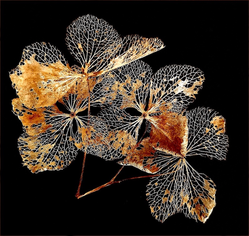 George Camera Club - Roza Barnes - Intricate lace