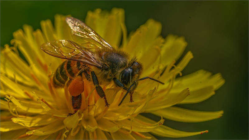 Hibiscus Coast Photographic Society - Akash Basday - Pollen Sacks
