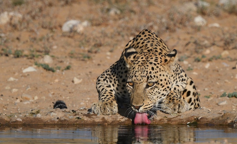 Klerksdorp Fotografie Klub - Linda Bronkhorst - Lafenis