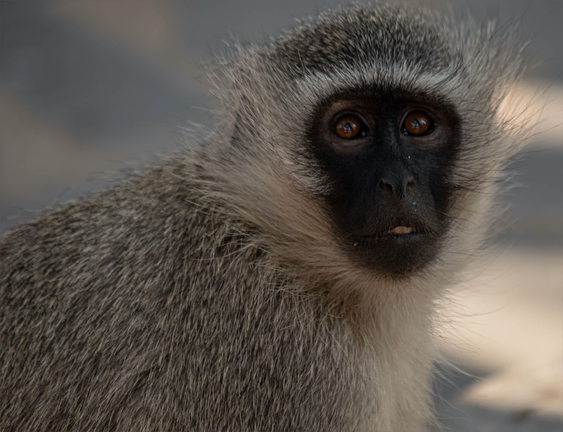 Krugersdorp Camera Club - Lomie Smith - Hello