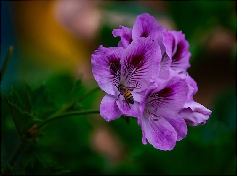 Midlens Fotoklub - Ruwaan Fourie - Worker Bee