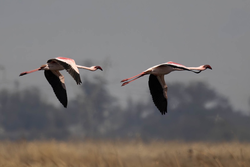 SAVAS - Natasha Gebhardt - Pink in Flight