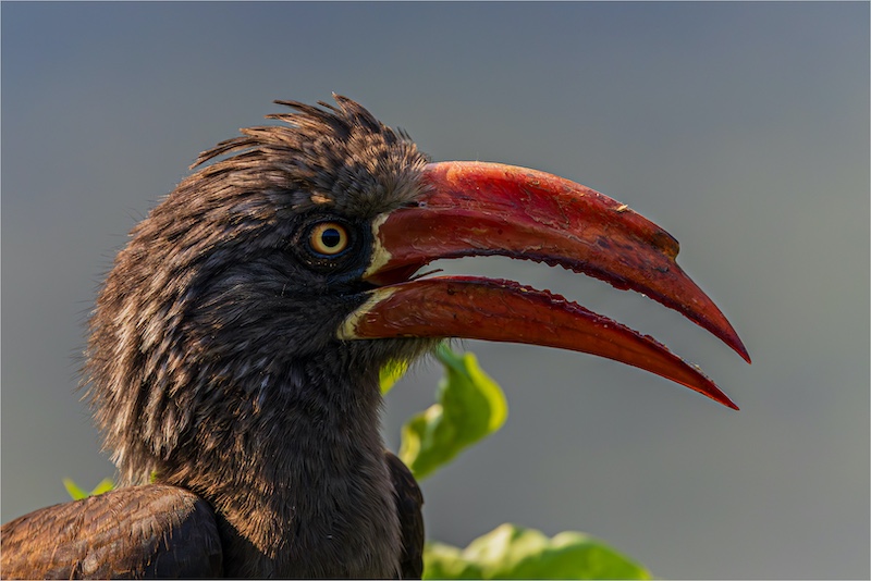 Sapphire Coast Camera Club - Leanne Troskie - Hornbill Upclose
