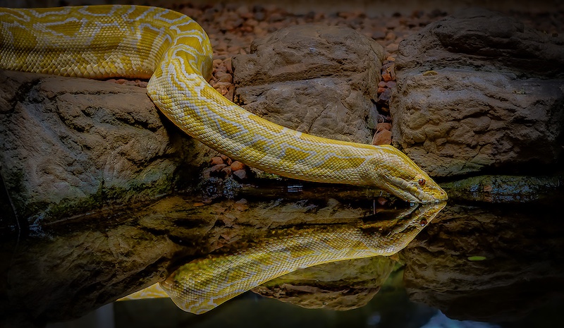 Sasol Highveld Photography Club - Yolandi Geyser - Sipping water
