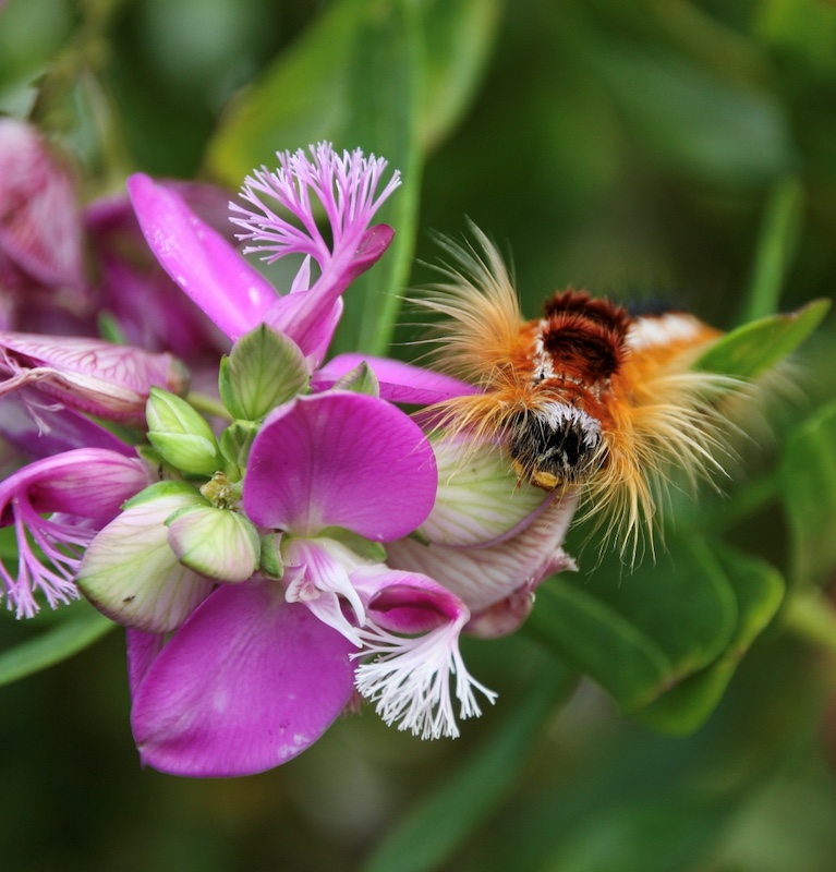 Schools - Charlie Hofmeyr HS - Angelique Du Toit - caterpillar