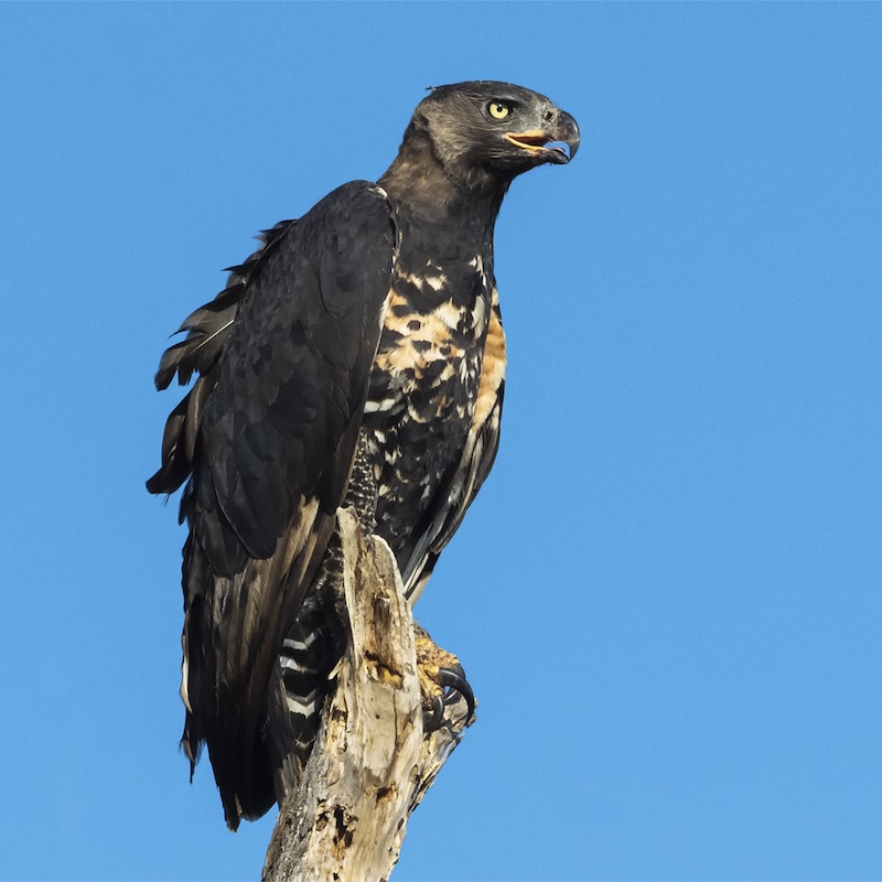 Scottburgh Camera Club - Charmaine  Esterhuizen - Ruffled feathers