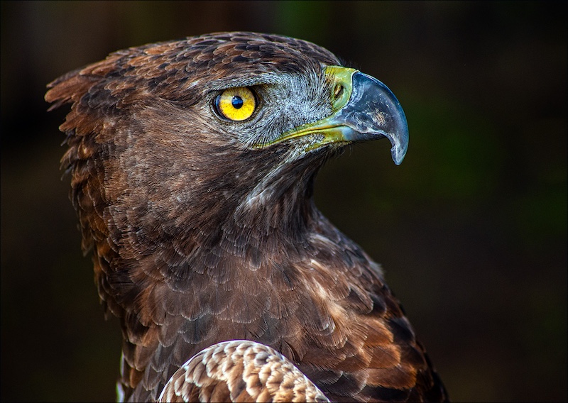 Tygerberg Photographic Society - Claudia Lothering - eyes of eternity