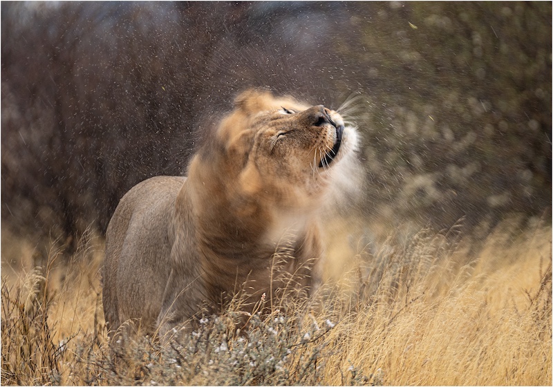 AFO - Johann Mader - Lion head shake
