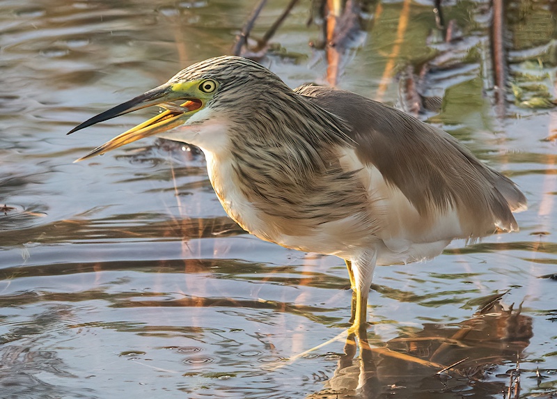 Boksburg Camera Club - Kerry Mellet - Squacco with Catch