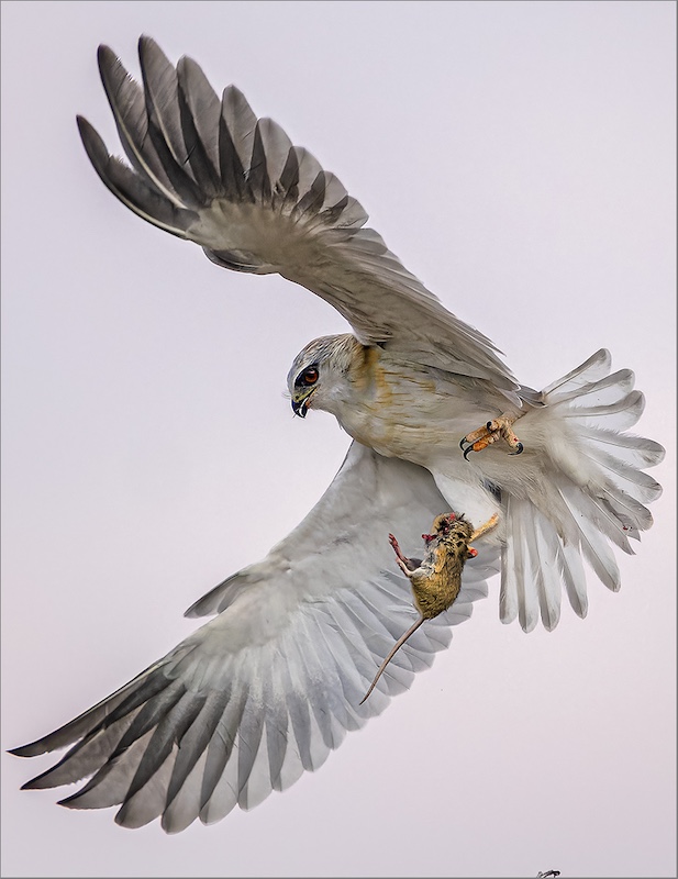 Centurion Camera Club - Johan Croucamp - Kite fly off with catch