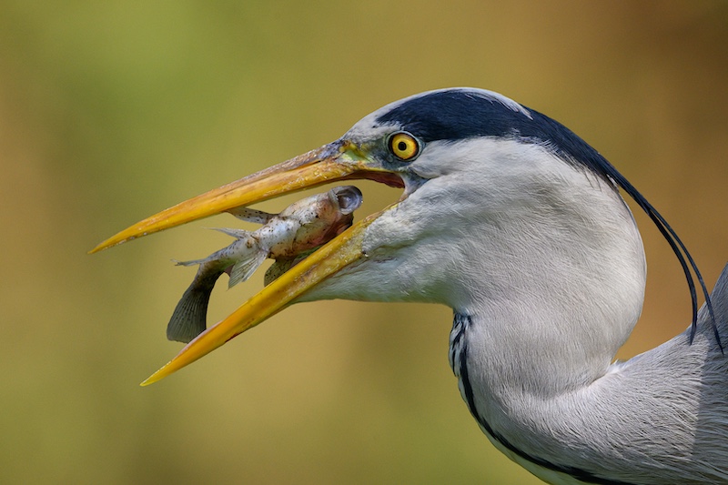 Durban Camera Club - Sandy van Heerden - Down the Hatch