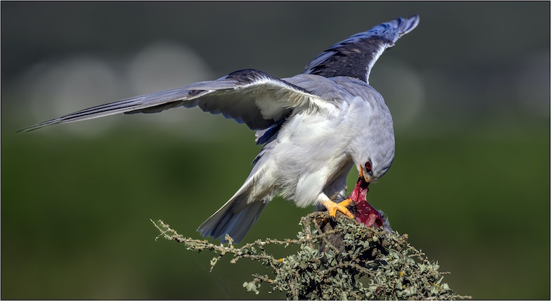 Eden Photographic Society - Johan van Aarde - Blouvalk