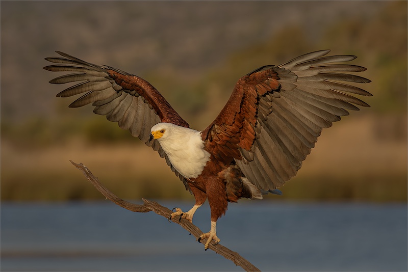 Edenvale Photographic Club - Sonja Olivier - Fish Eagle