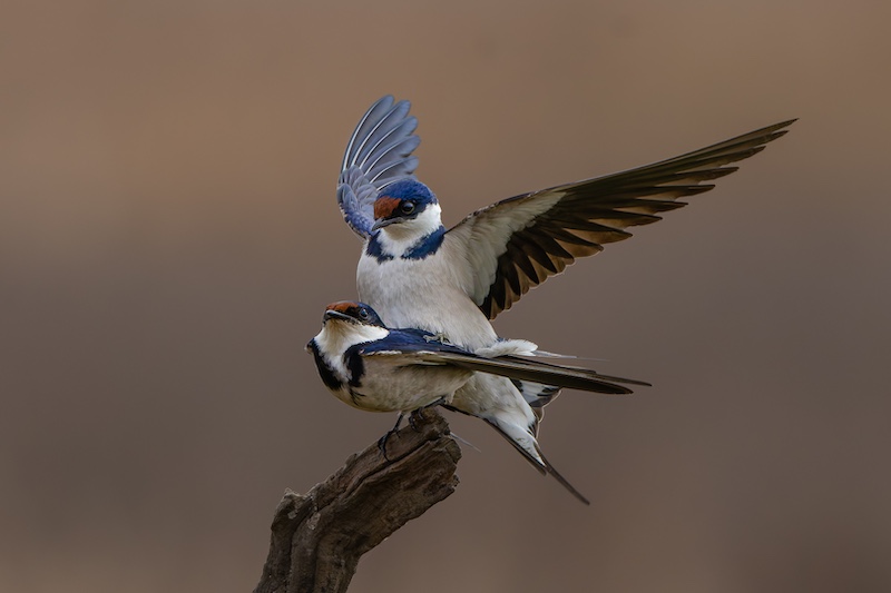 Ermelo Fotoklub - Gert Kotze - Swael dans