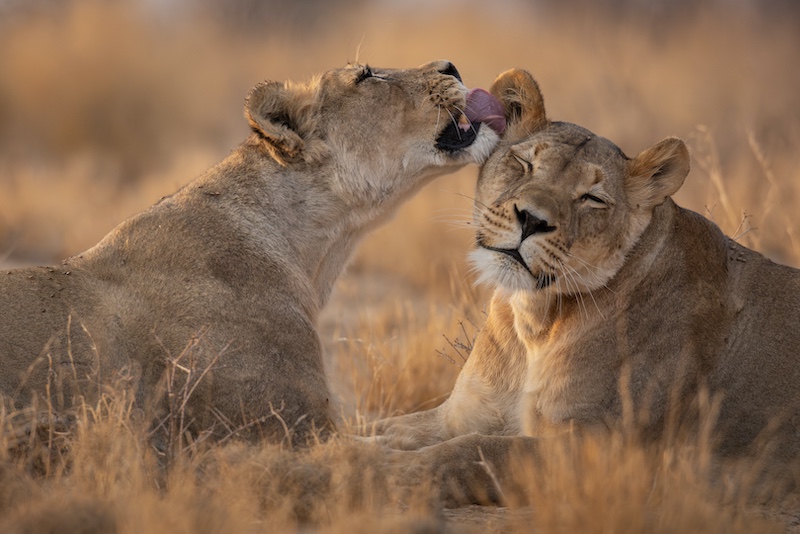 Hermanus Photographic Society - Phil Sturgess - Licking and loving