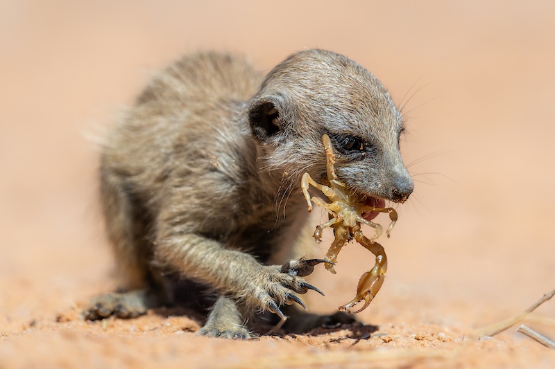 Hibiscus Coast Photographic Society - Kathy Kay - Baby meercat gets his own scorpion