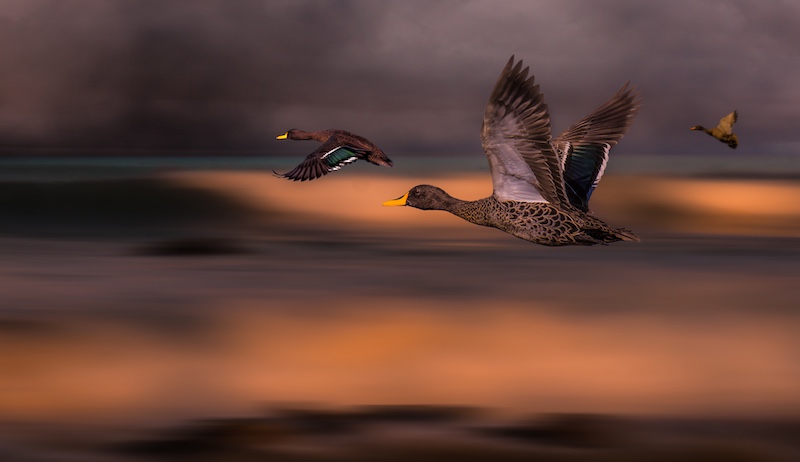 Kowie Camera Club - Herman Groenewald - Going Home