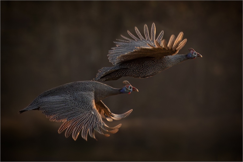 Krugersdorp Camera Club - Eddie Reinecke - Guinea Fowl Challenge