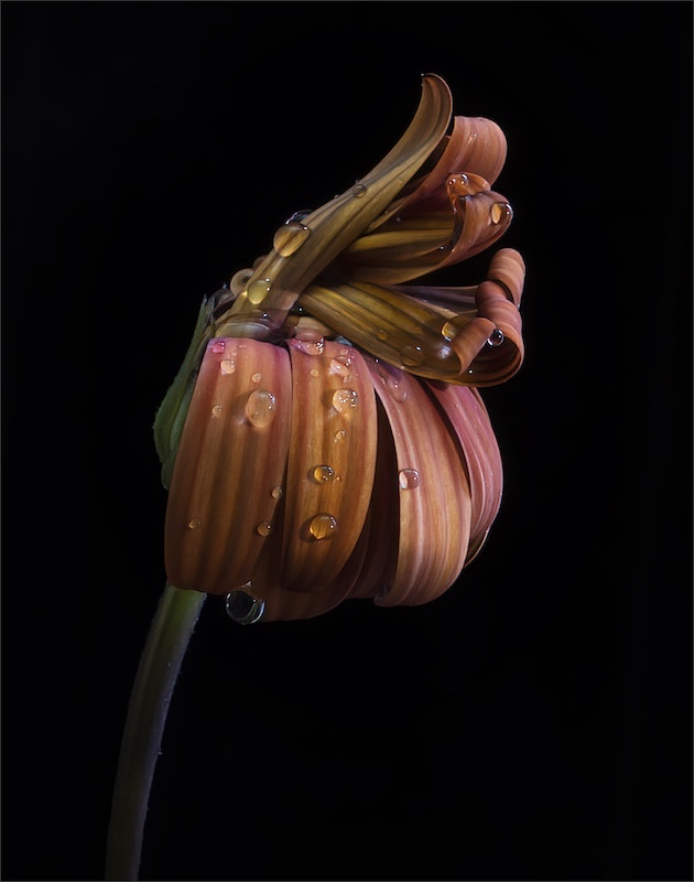 Maritzburg Camera Club - Leon Heyes - A Graceful Demise