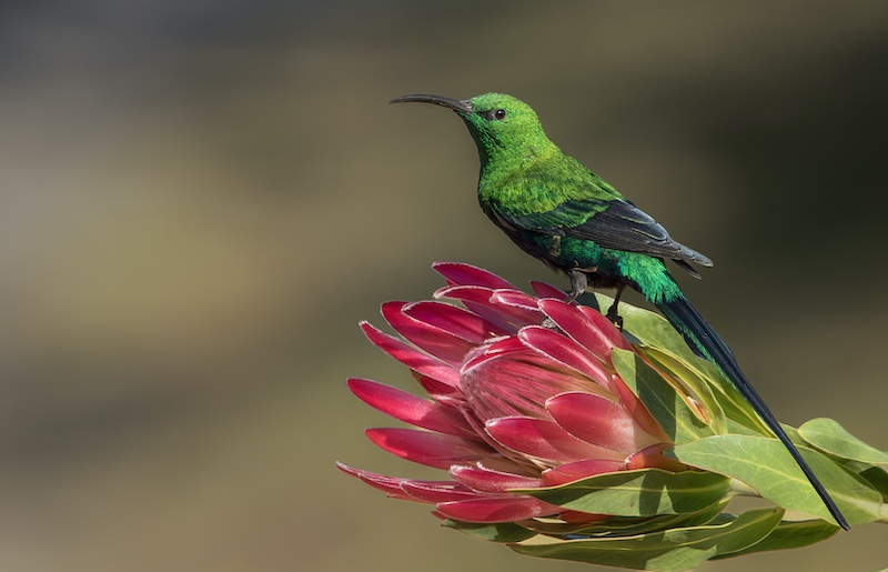 Midlens Fotoklub - Roelf Ackerman - Malachaite Sunbird