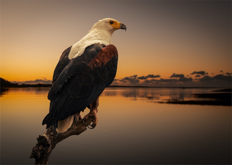 Port Elizabeth Camera Club - John Mills - Fish Eagle on the Kei