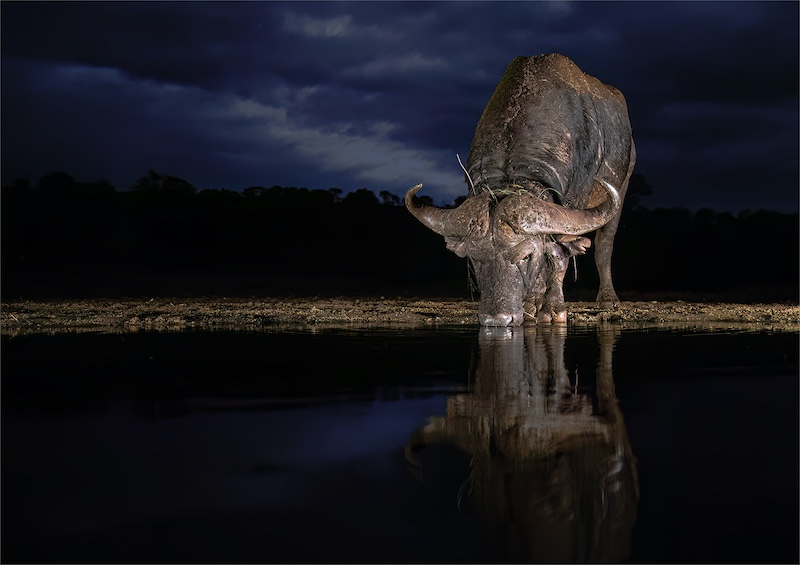 Randburg Foto Klub-Randburg Photo Club - Anita Greeff - Buffalo at Twighlight