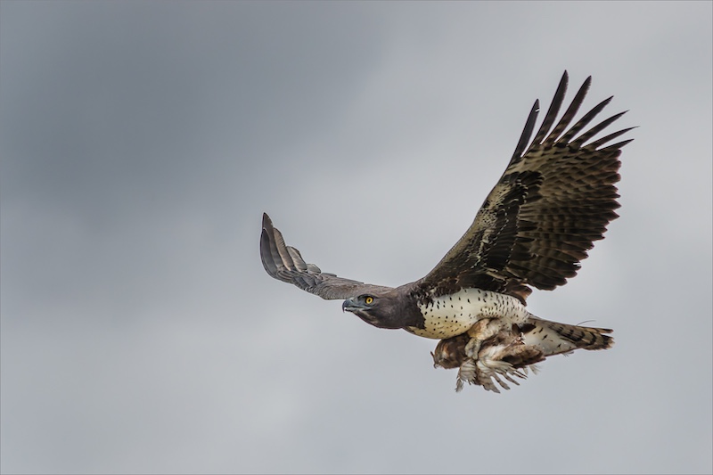 Sandton Photographic Society - Mariana Kruger - Marshall Eagle in Flight with Barn Owl Killl