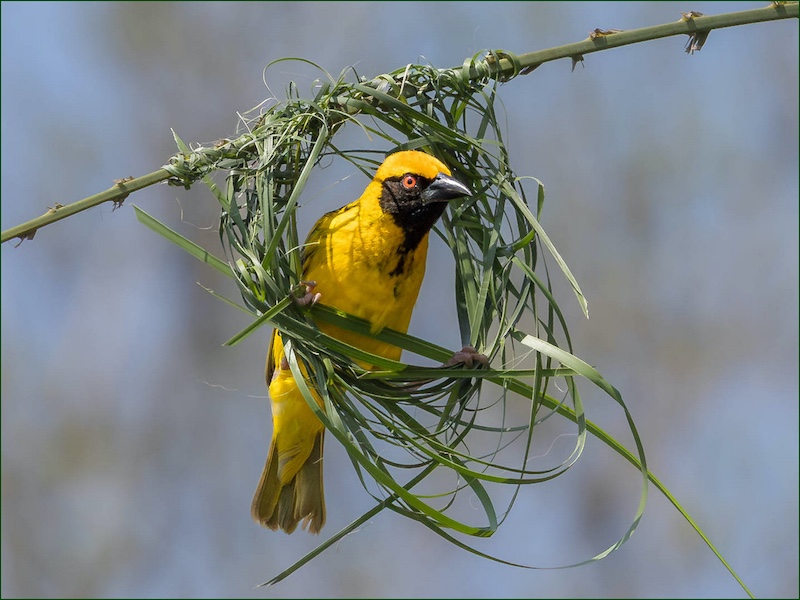 Sapphire Coast Camera Club - Johan Botha - Geelvink Mannetjie