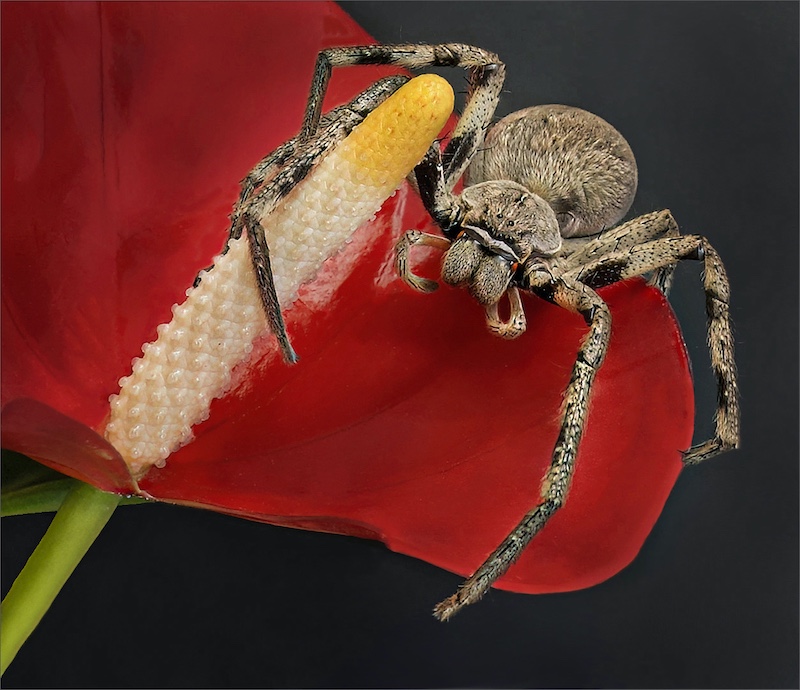 Sasol Highveld Photography Club - Leon Pelser - rainspider