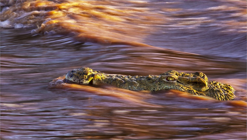 Southern Suburbs Camera Club - Antonio Ferreira - Shingwedzi river crocodile