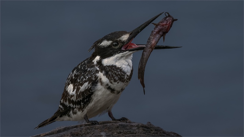 Springs Photographic Club - Theo  Vd Merwe  - Bont Visvanger met sy Prooi