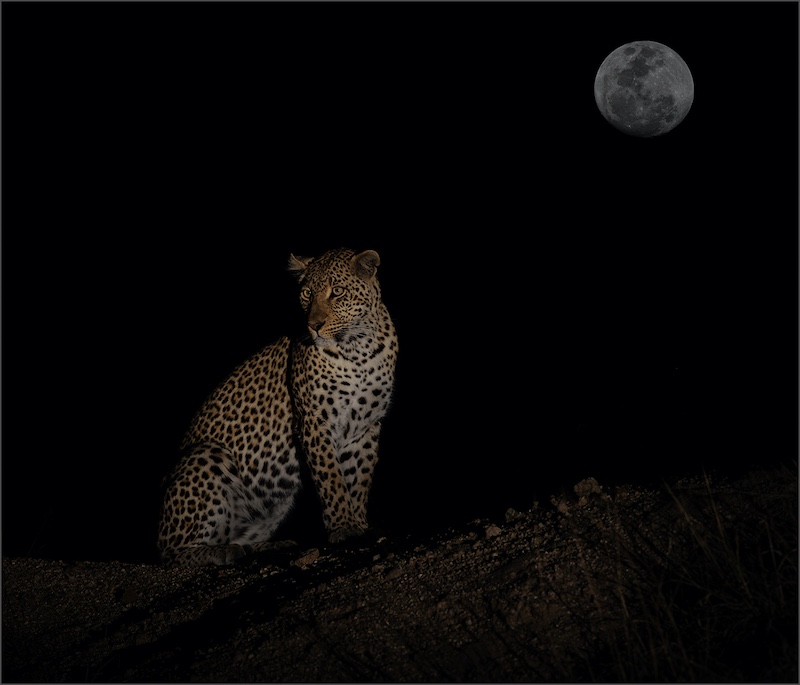 Vanderbijlpark Fotografiese Vereniging - Renee Storme - leopard and the moon