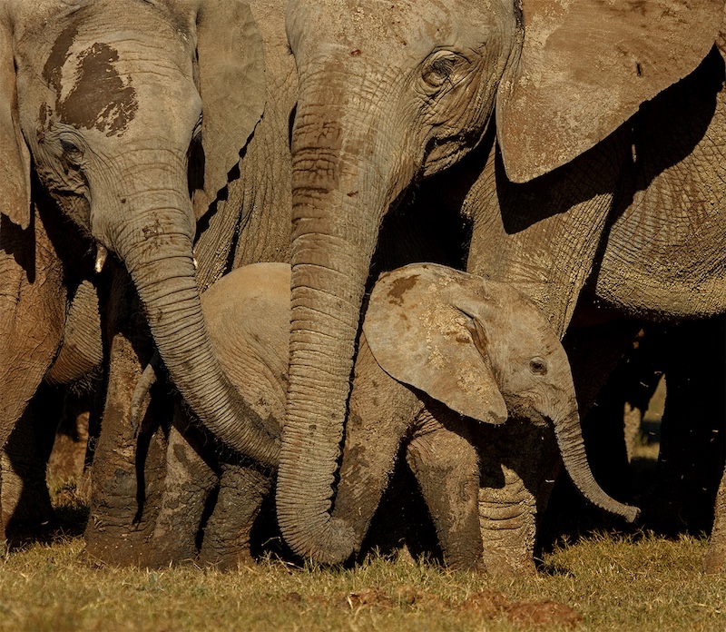 Anette Reimers - Port Elizabeth Camera Club - No Escape