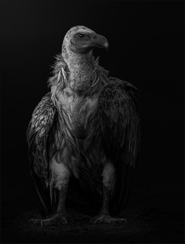 Bridgid Wickham - Highway Camera Club - Statuesque