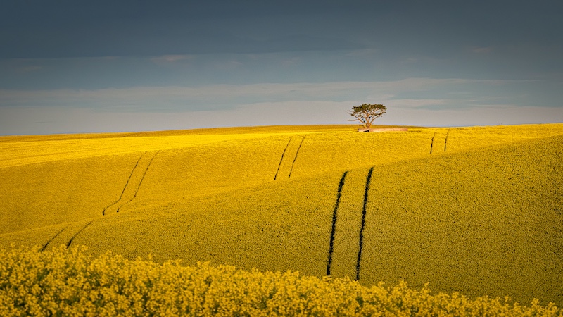 Cathy Birkett - Knysna Photographic Society - Canola and a tree