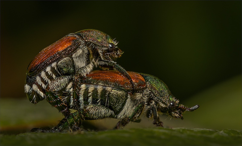 Cobus Manders - Bethal Fotografie Klub - Japanese Beetles