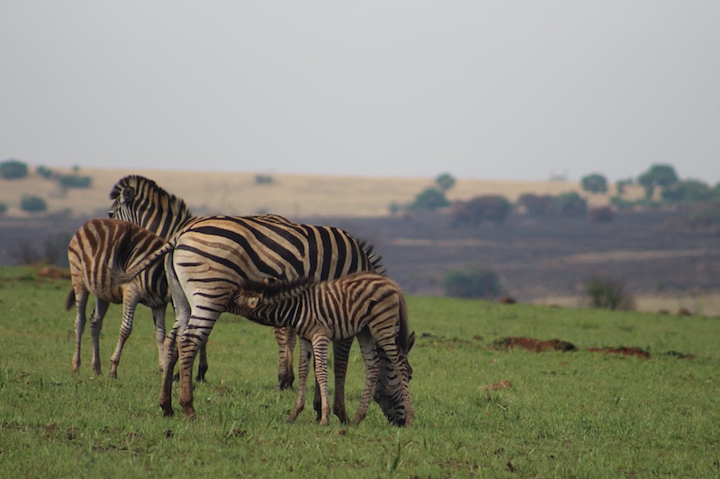 Ellie Hertz - Schools - HS Centurion - Zebra