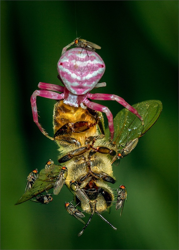 Haig Fourie - Vanderbijlpark Fotografiese Vereniging - Lekker fees