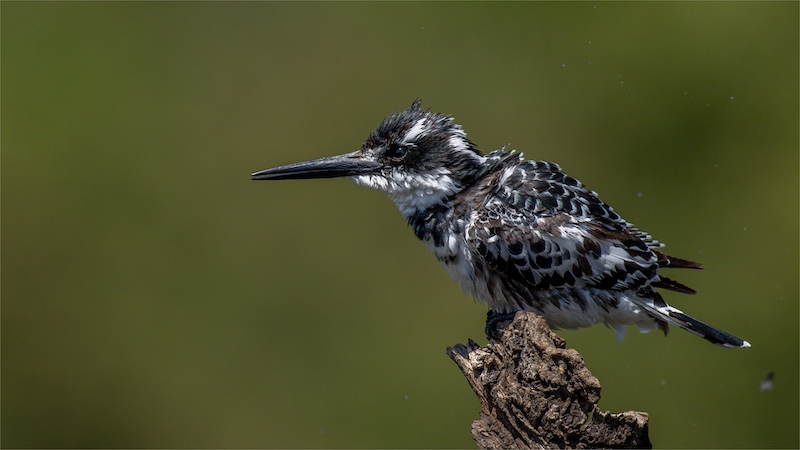 Jan Roos - Brandpuntfotoklub - Shaking Off the Hunt
